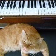 Cat and the Piano